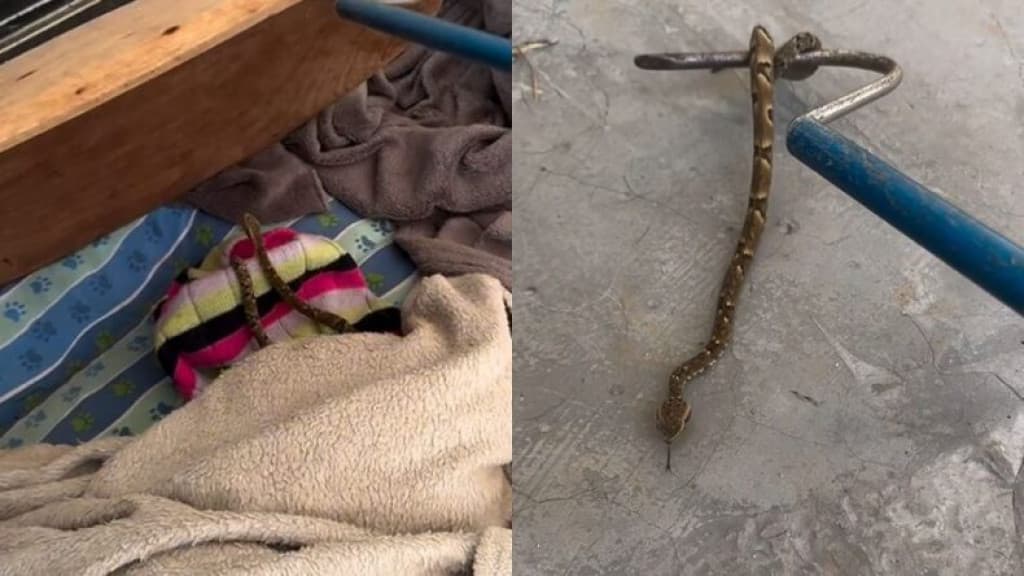 Jararaca é encontrada no meio de cobertas em residência