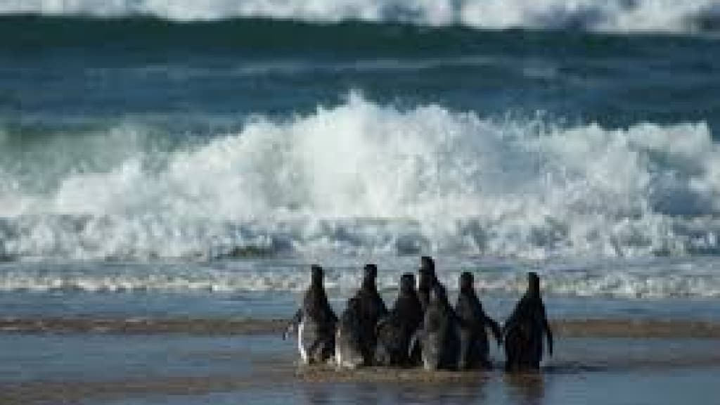Mortes de Pinguins em Florianópolis chegam a quase 2 mil nesta temporada