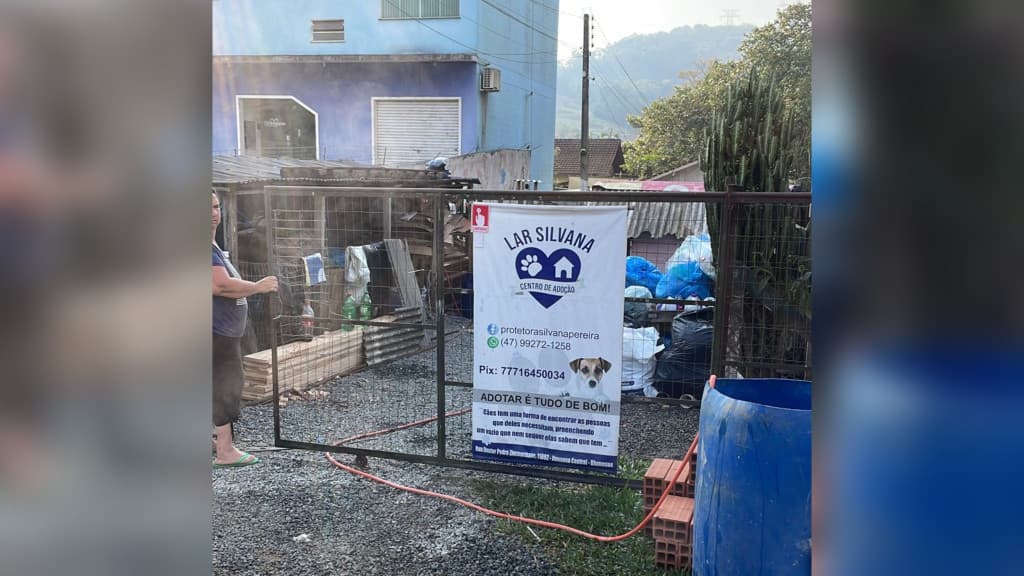 Tutor é indiciado após cadela prenha, abandonada, em Blumenau quebrar pata e perder filhotes