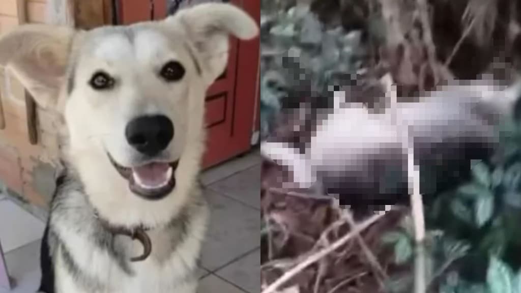 Filha adota cachorro de rua e mãe manda matar por R$100,00 em SC