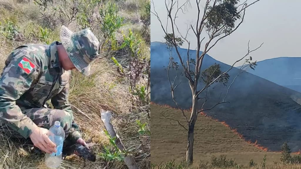 Incêndio de grandes proporções destrói mais de 500 hectares de vegetação em SC
