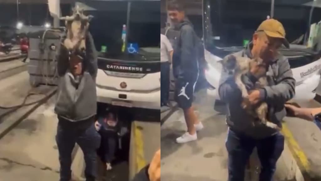 “Surpresa na estrada”: Gata viajante mobiliza resgate em ônibus com destino a Florianópolis