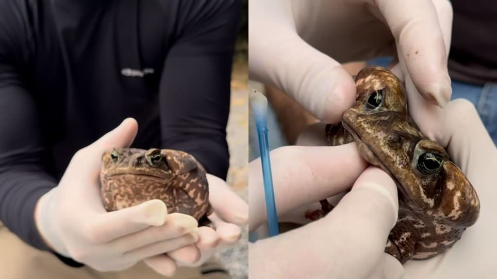 CRUELDADE: Sapo vivo é encontrado com boca colada em SC
