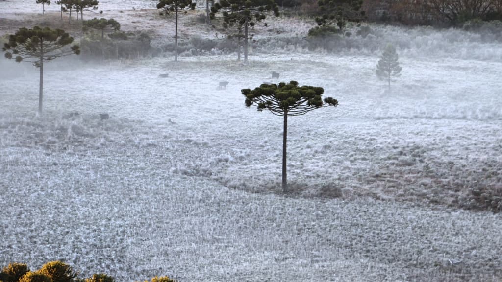 ALERTA: Santa Catarina pode ter geada e neve neste fim de semana