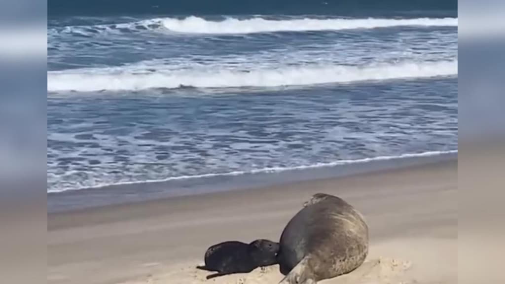 “Registro inédito no Brasil”: Filhote de elefante-marinho nasce em praia de SC