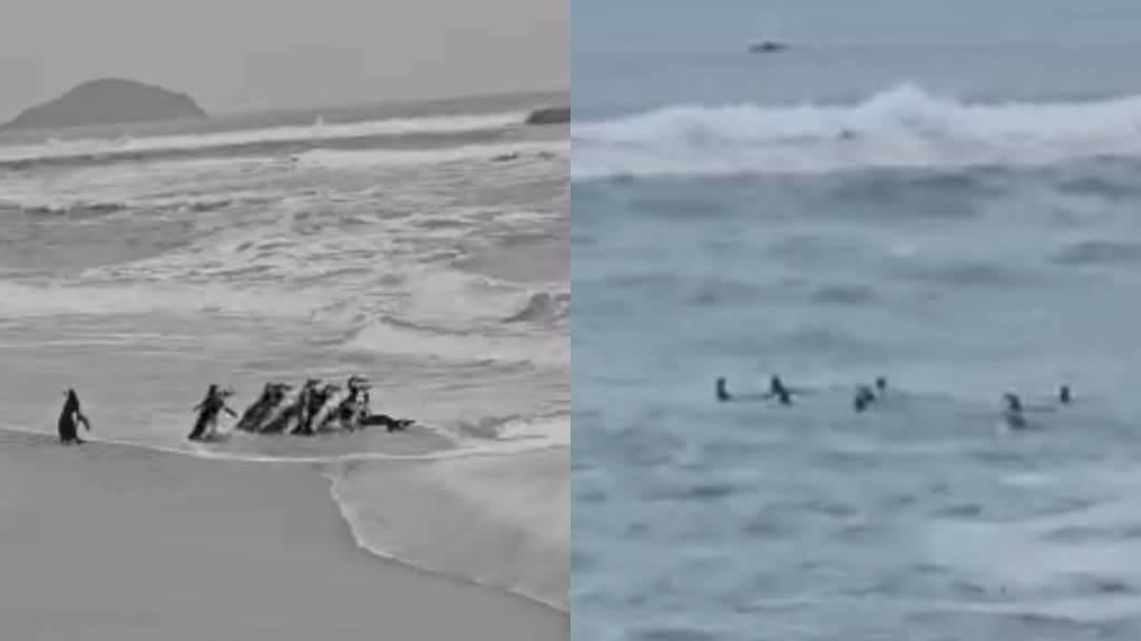 “De volta ao lar”: Pinguins resgatados retornam ao mar em SC