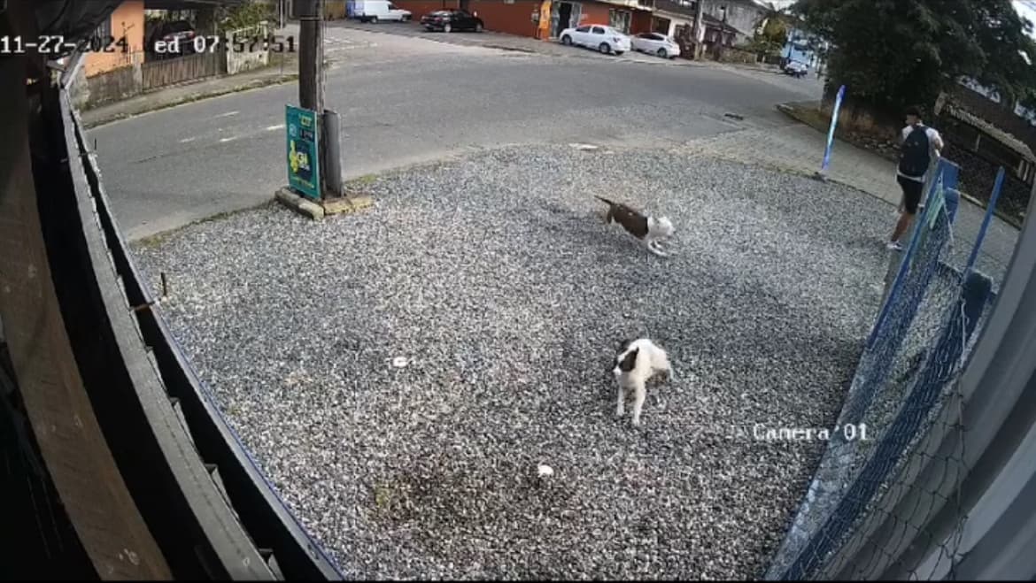 Pitbull ataca cachorro após fugir de casa e choca moradores em Joinville