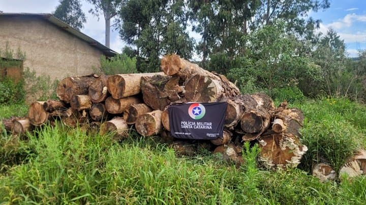 Exploração ambiental: PM desmantela serraria com mais de 67 metros cúbicos de madeira nativa