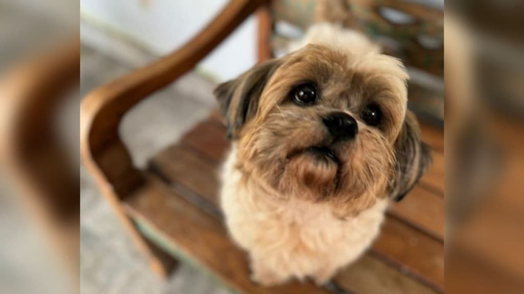 Cãozinho que teria sofrido castração caseira é um dos autores de processo contra tutora