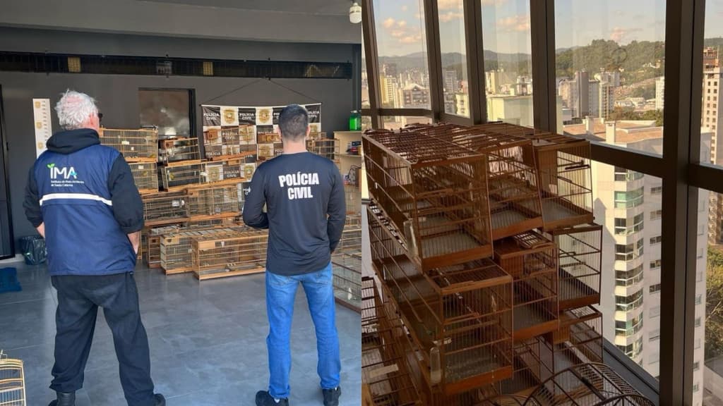 Polícia Civil deflagra operação contra tráfico de pássaros silvestres entre SC e PR