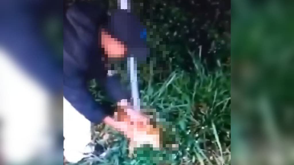 Jovens matam cachorro caramelo com chutes na cabeça e “brincam” com seu corpo em SC