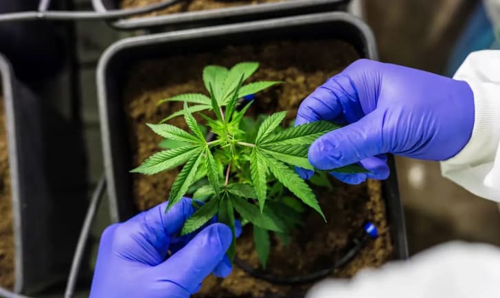 Santa Catarina aprova distribuição gratuita de medicamentos à base de cannabis na rede pública