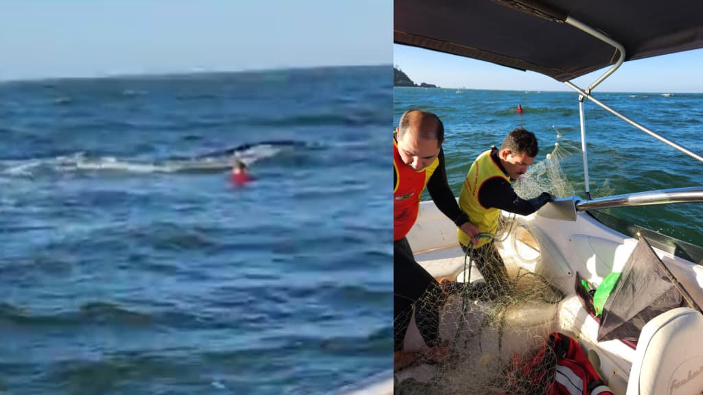 VÍDEO: Baleia é resgatada após ficar presa em rede de pesca em Balneário Piçarras