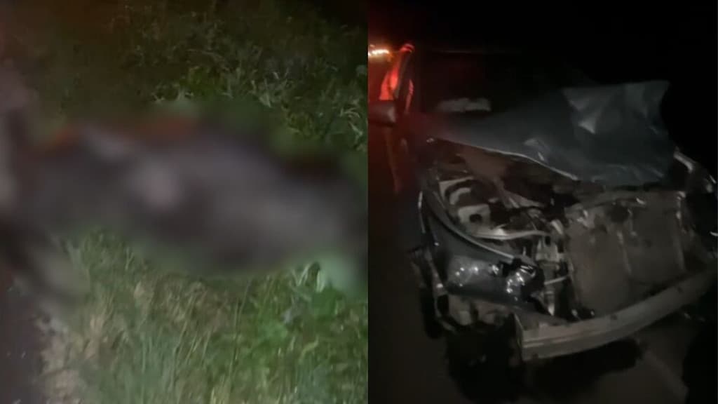 Filhote de búfalo invade rodovia e morre atropelado por veículo