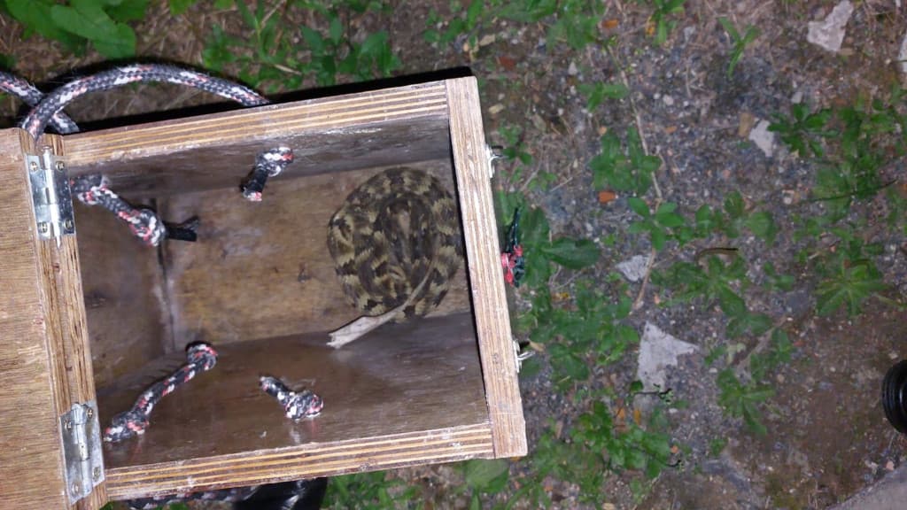 Serpente venenosa “visita” moradores de Blumenau e causa pânico