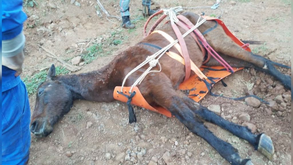 Cavalo sobrevive a queda de 10 metros em ribanceira