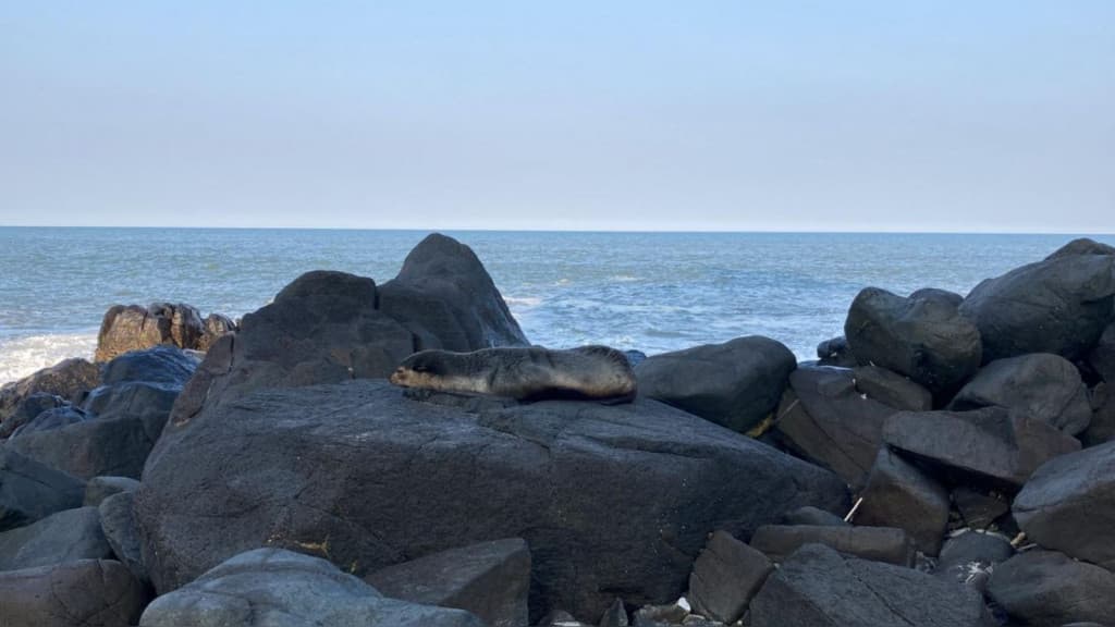 Lobo-marinho é flagrado “cochilando” em praia de SC