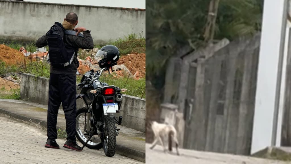 Motociclista transporta gato em mochila e abandona animal desnorteado