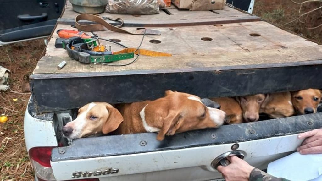 Homem é preso com garrucha e veículo lotado de cachorros