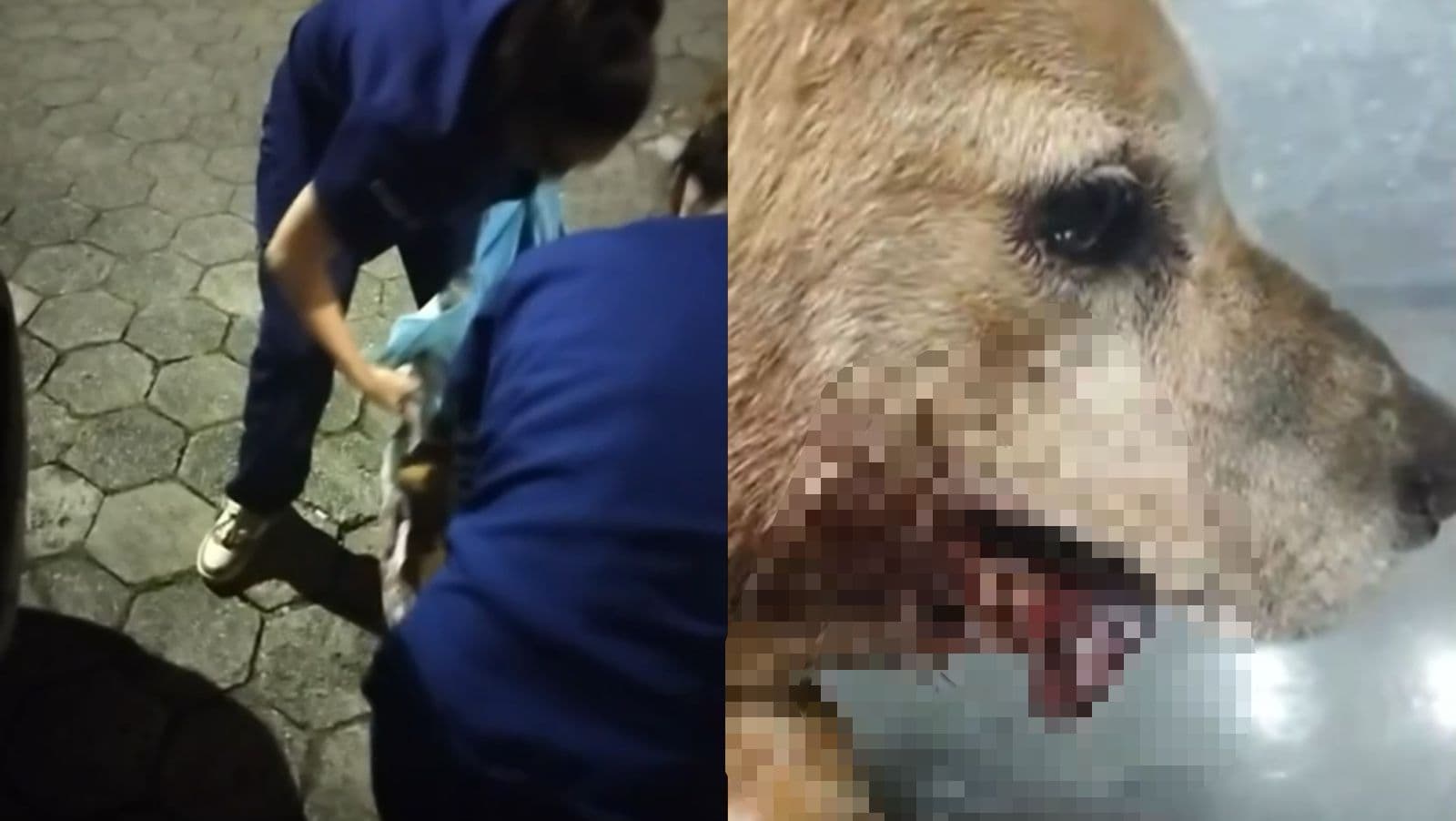 “Sem socorro”: Cachorros estão morrendo por falta de atendimento em município catarinense