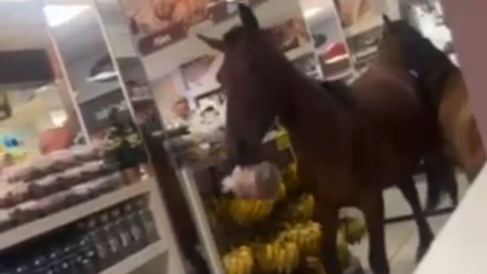 Cavalos “invadem” padaria e tentam levar panetones em Santa Catarina