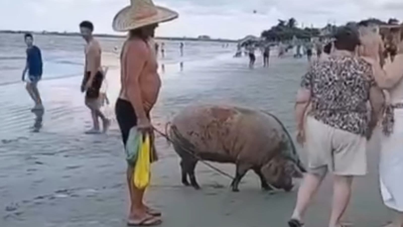“Bacon de férias”: Porco é flagrado curtindo praia em Santa Catarina