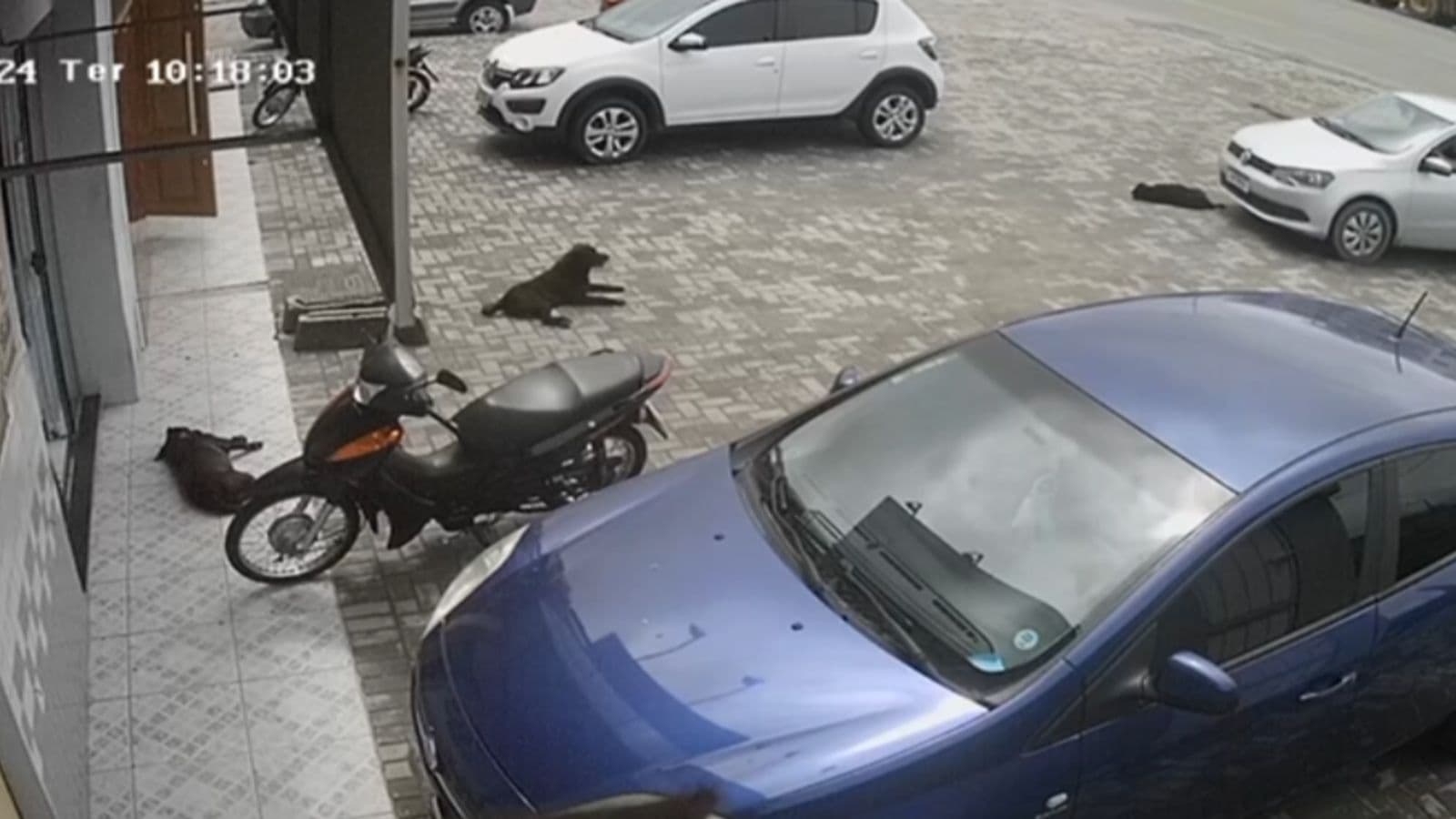 “Estava dormindo”: Cachorra morre após ser atropelada duas vezes por veículo