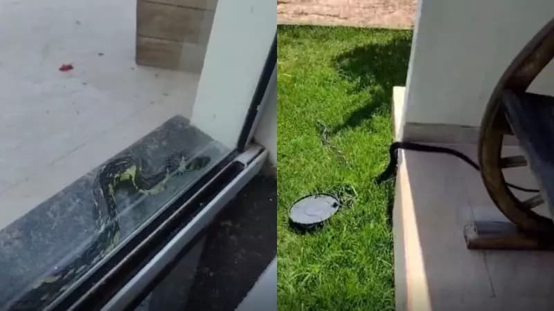 Gestante de oito meses flagra cobra gigante tentando invadir sua residência em SC