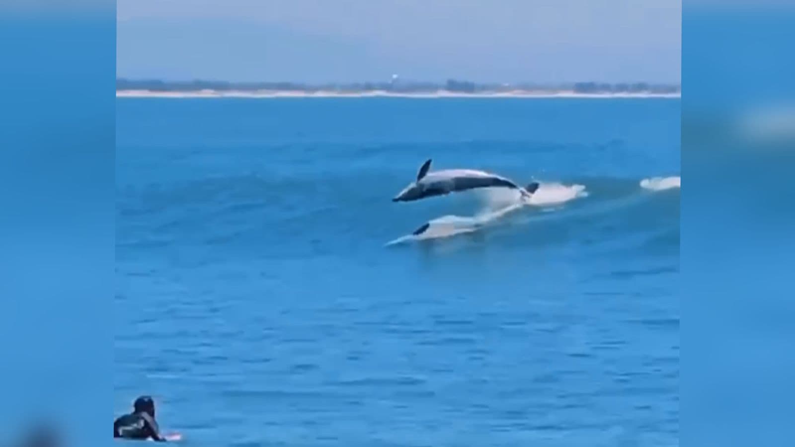 Botos surpreendem surfistas e turistas com espetáculo da natureza em praia de SC