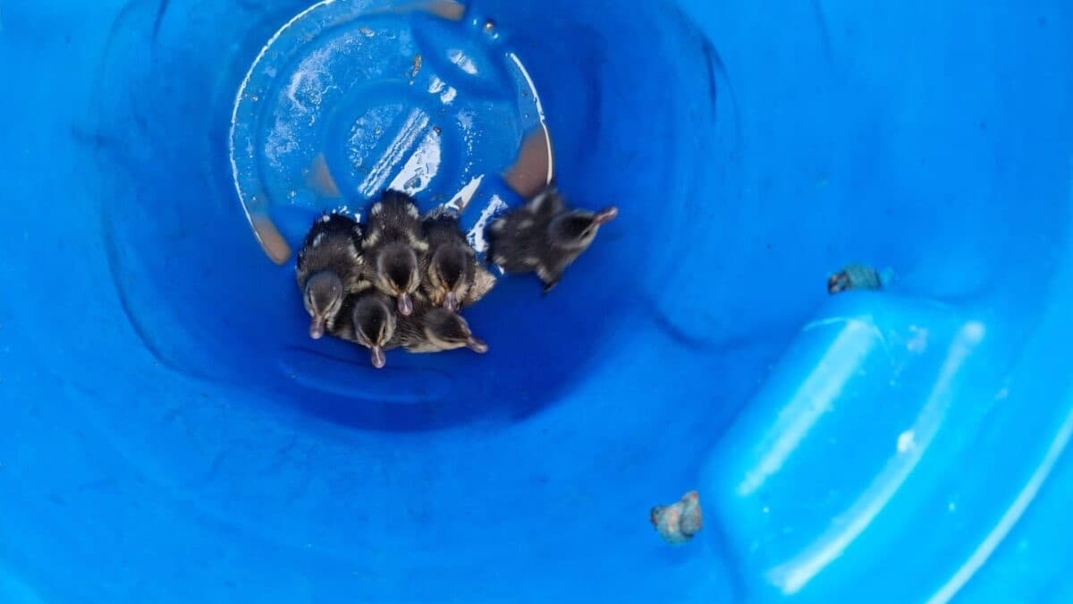 Patinhos em apuros: bombeiros realizam resgate fofo em Brusque