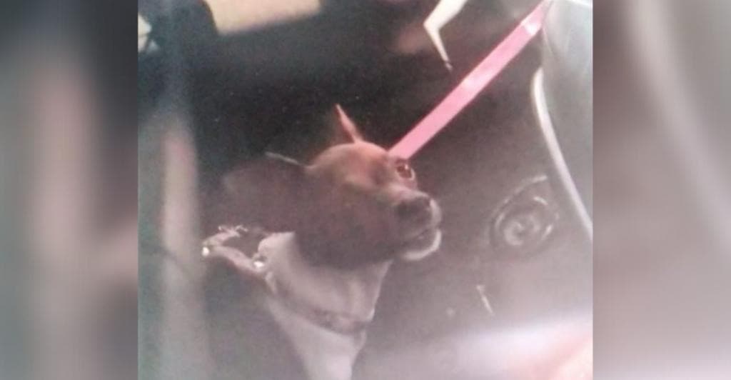 Cão é encontrado agonizando em carro fechado enquanto dono passeia de bondinho em BC