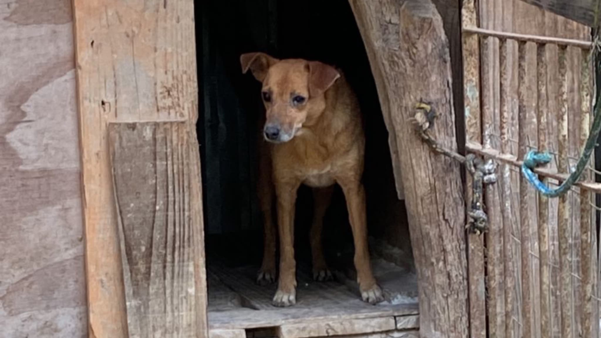 Crueldade animal em Palhoça: Homem é detido após cães serem resgatados em estado crítico