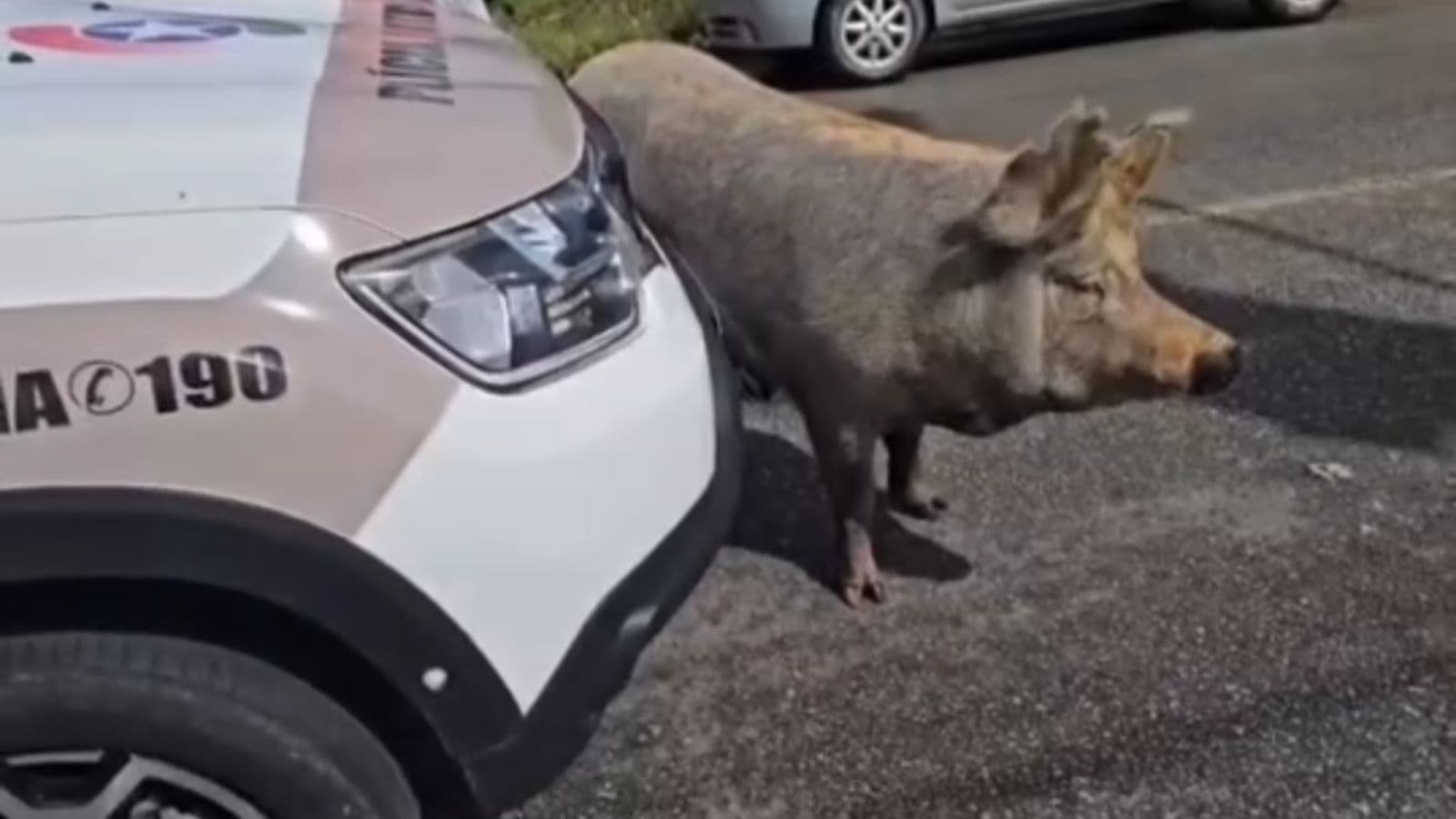 “Porco tranca rua”: Viatura da PM é impedida de passar em rua de cidade catarinense