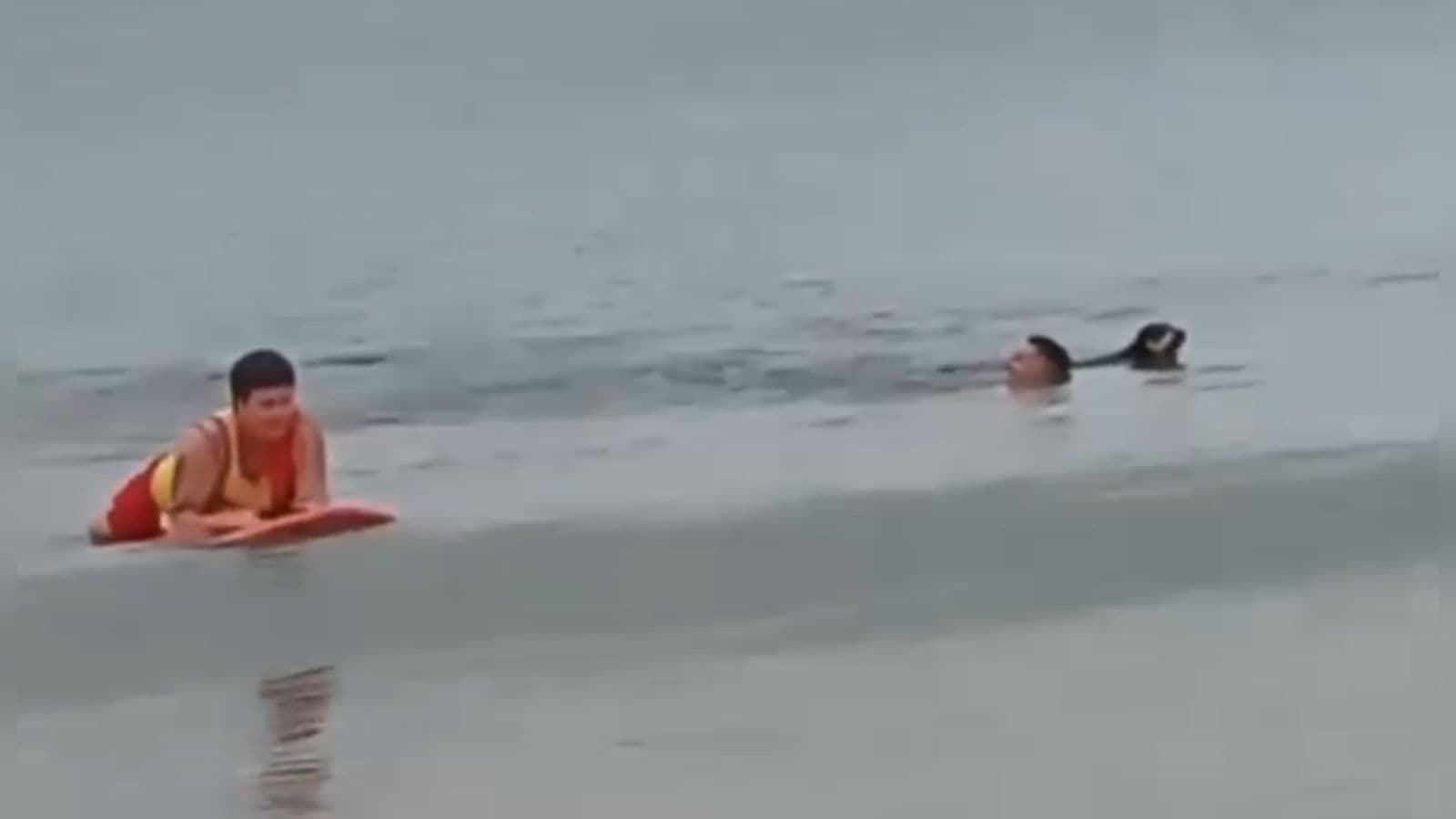 Cachorro é salvo por guarda-vidas durante afogamento em praia de Santa Catarina