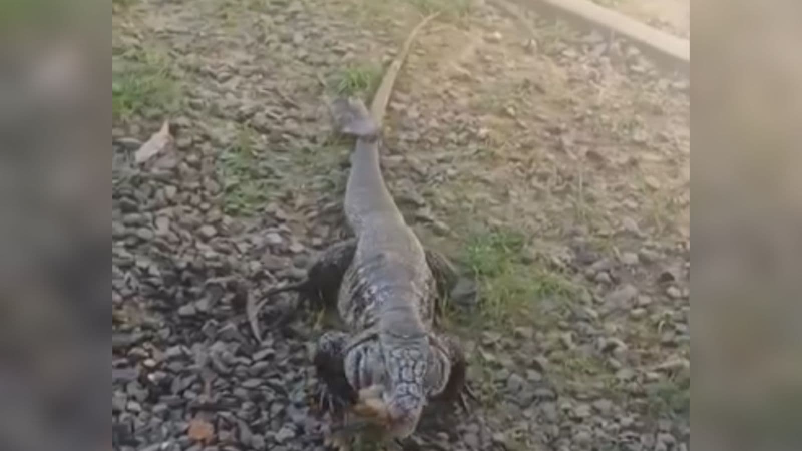 “Meu pet”: Moradora de Santa Catarina alimenta lagarto gigante na porta de casa