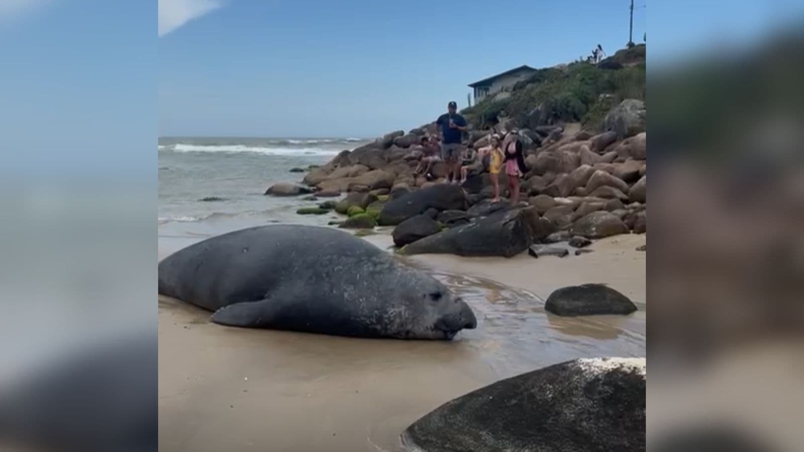 “Fofura”: Elefante-marinho é visto por turistas descansando em praia de Santa Catarina