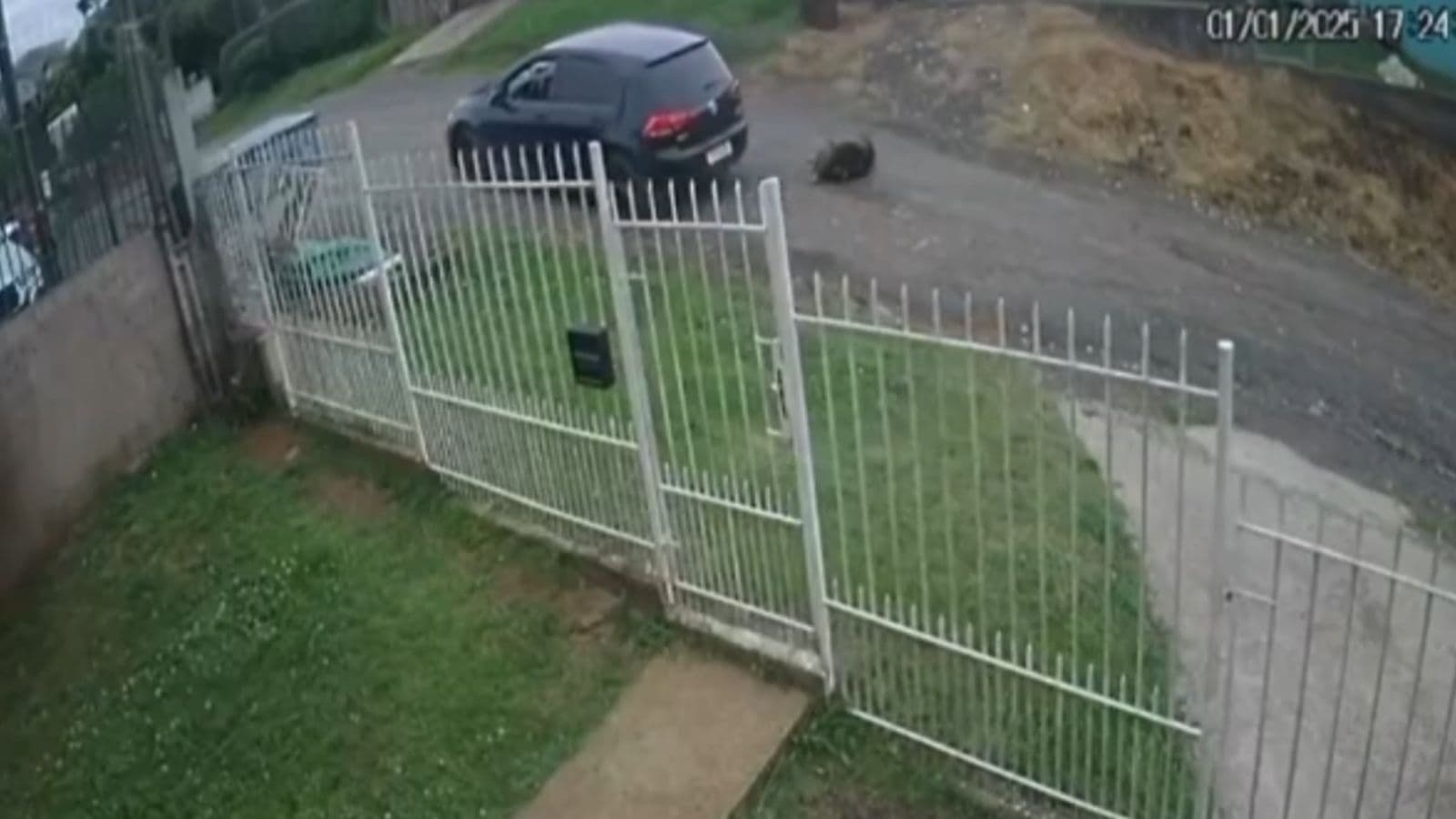 Cachorro morre após ser atropelado duas vezes pelo mesmo veículo