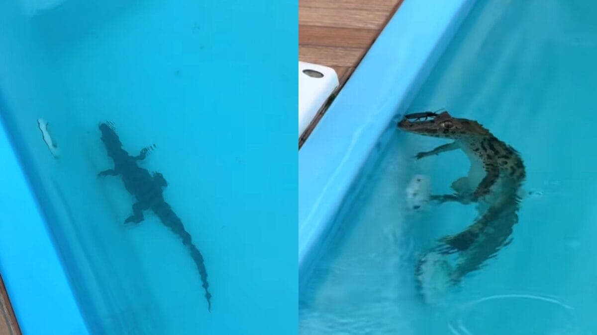 Moradora encontra jacaré na piscina de residência após fortes chuvas em Florianópolis
