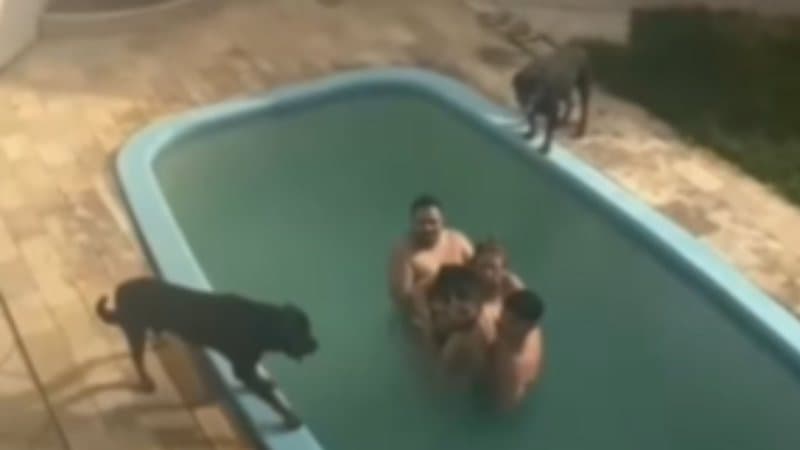 Família aluga casa com piscina durante férias e acaba cercada por rottweilers