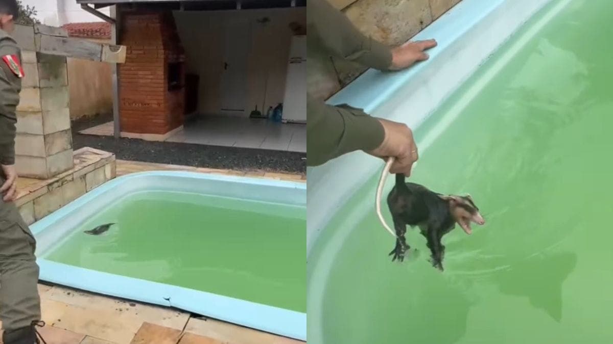Gambá não resiste calor e invade casa de praia para dar mergulho em piscina