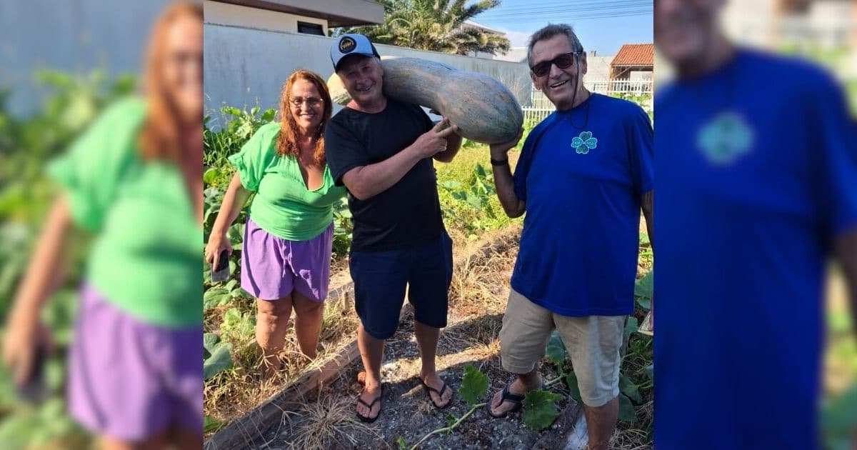 Abóbora gigante é colhida em SC: “mais de um metro e 24kg”
