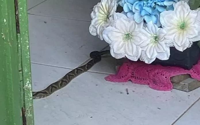 Cobras venenosas são localizadas em altar de igreja catarinense