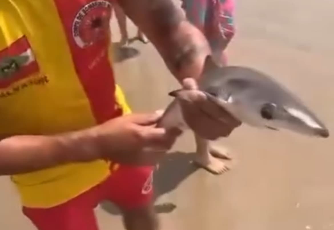 Crianças encontram filhote de tubarão em praia de Santa Catarina e resgate viraliza