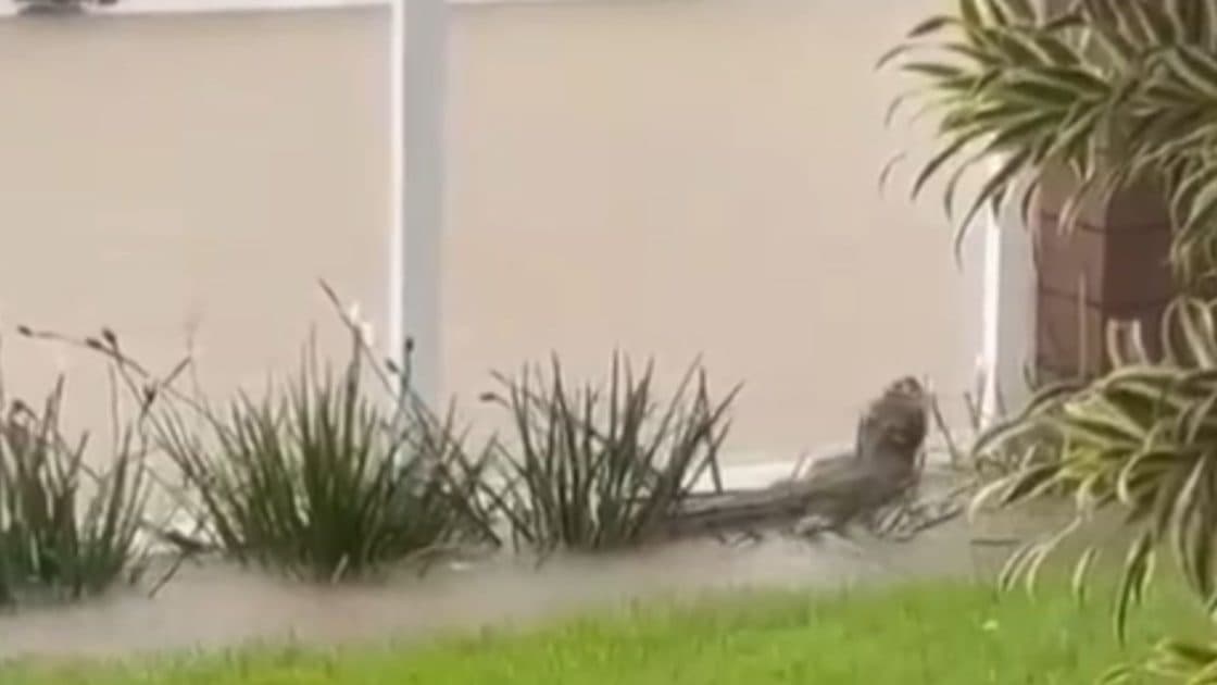 Jacaré é encontrado próximo a clínica odontológica após fortes chuvas em Florianópolis