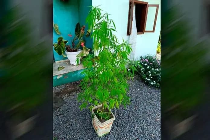 Mãe aciona a polícia após filho levar pé de maconha para casa da família em SC