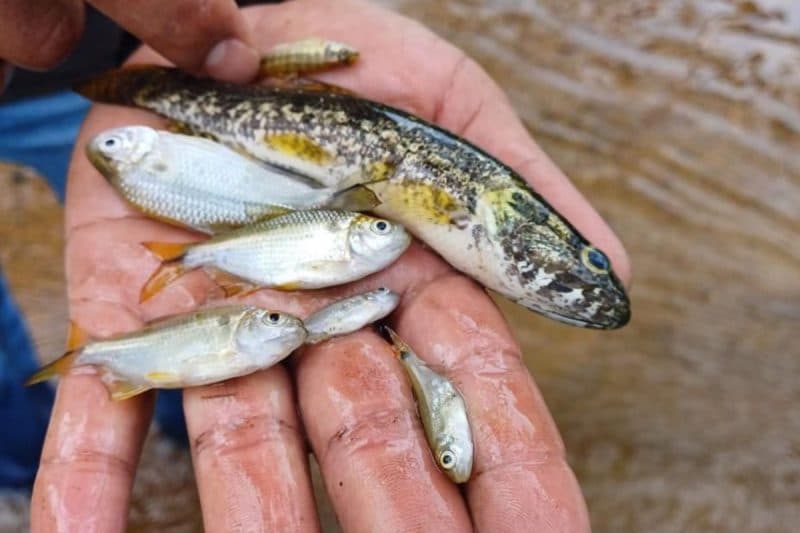 Peixes aparecem mortos após acidente com carreta carregada de produto tóxico na BR-101