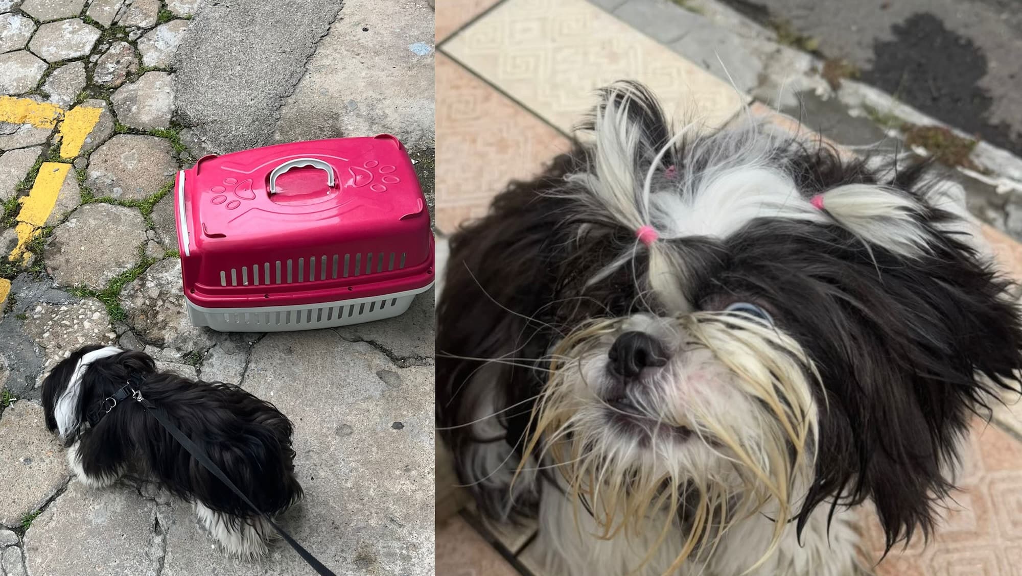Cão é deixado trancado em carro sob calor extremo, e tutora acaba presa em BC