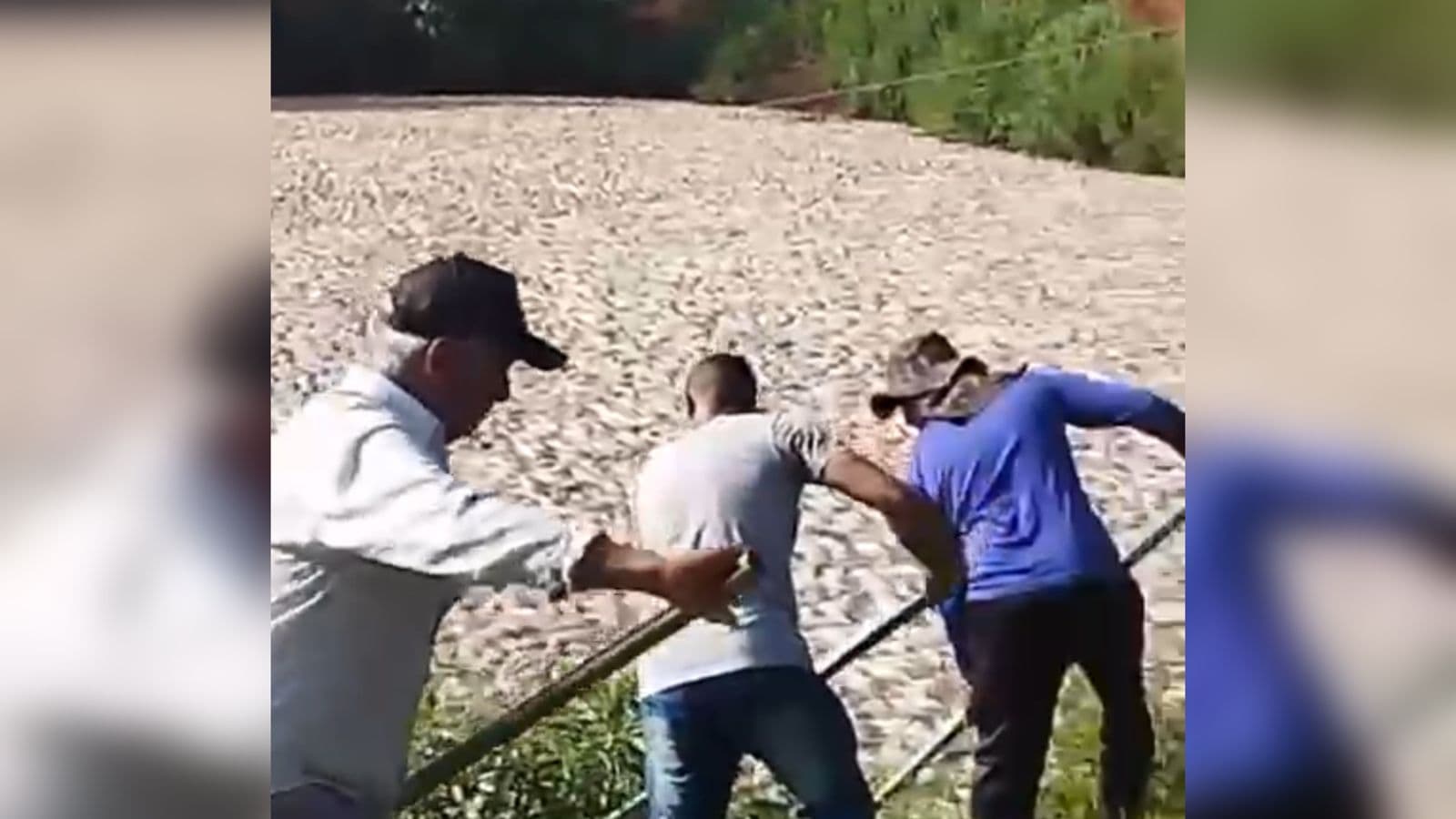 “É muito peixe”: Falha elétrica mata mais de 150 mil peixes em tanque no Paraná
