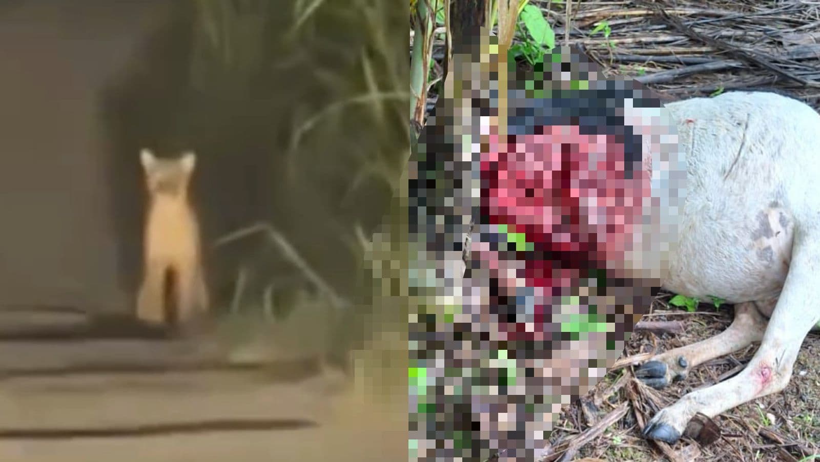 “Arrastou o carneiro”: Puma mata animais e assusta agricultores em Santa Catarina