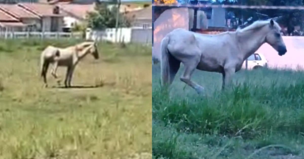 Cavalo com pata quebrada passa dias sem comida e água embaixo de sol quente em Tijucas
